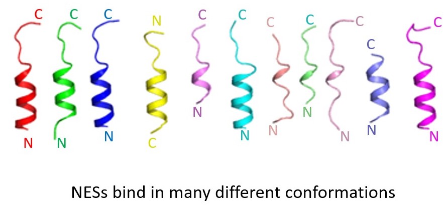 NESConformations